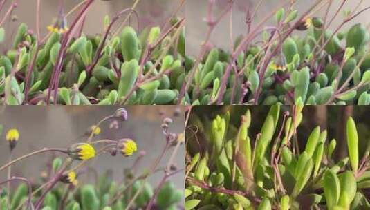 紫玄月多肉植物合集高清在线视频素材下载