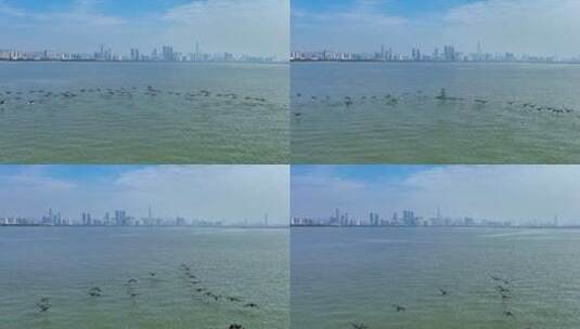 【正版4K素材】深圳湾生态航拍.6高清在线视频素材下载