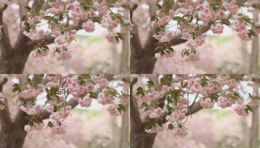 春天樱花开实拍视频高清在线视频素材下载