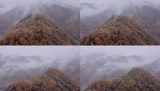 湖北神农架大九湖景区的阴雨秋天高清在线视频素材下载