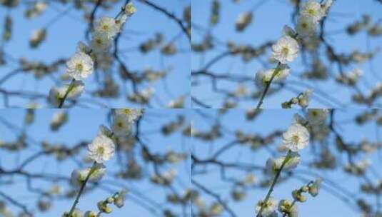 春季白色梅花景观高清在线视频素材下载