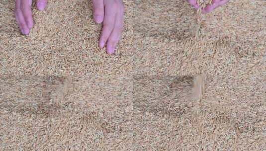 农民水稻大米丰收特写高清在线视频素材下载