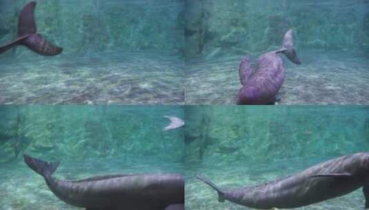 水下游动的江豚高清在线视频素材下载