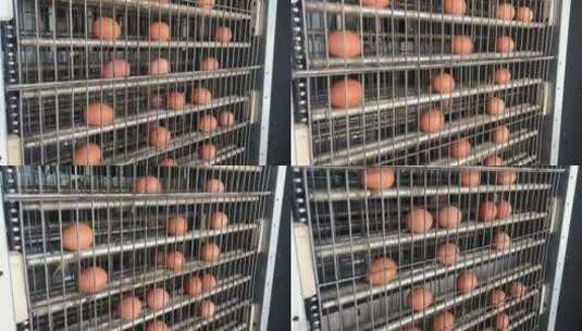 鸡蛋在生产线上移动高清在线视频素材下载
