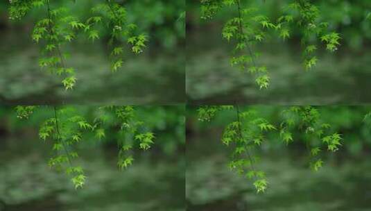 杭州虎跑下雨天的湖边的绿色枫树叶有风吹动高清在线视频素材下载