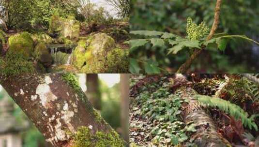 阳光明媚森林小溪植物生机合集高清在线视频素材下载