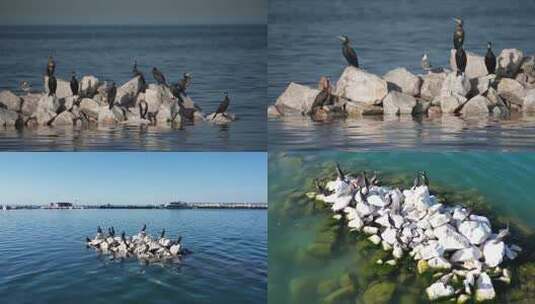 青海湖-鸬鹚-鸟岛-动物高清在线视频素材下载