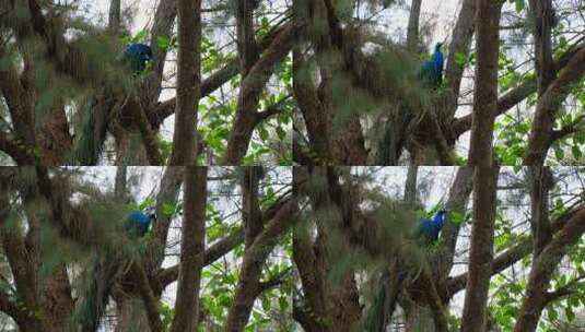 树上的孔雀飞上枝头变凤凰高清在线视频素材下载
