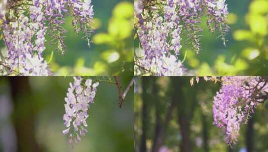 春天公园里的紫藤花开放了高清在线视频素材下载
