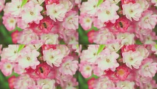 蜜蜂采蜜粉红色蔷薇花月季花朵高清在线视频素材下载