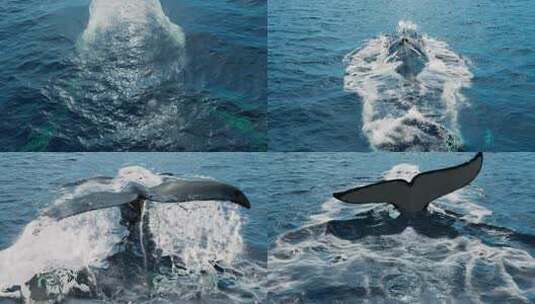鲸鱼跃起过水面高清在线视频素材下载