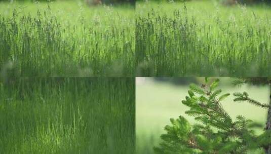 高端盛夏的草丛【4K】高清在线视频素材下载