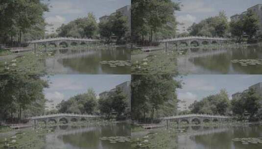 池塘里的荷花荷叶夏季荷花slog3实拍素材高清在线视频素材下载