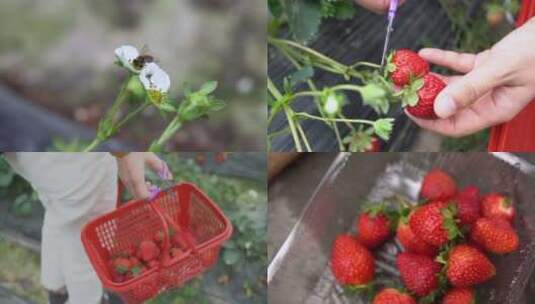 采摘成熟的草莓【原创可商用】高清在线视频素材下载