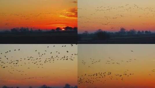 夕阳下迁徙的候鸟群高清在线视频素材下载