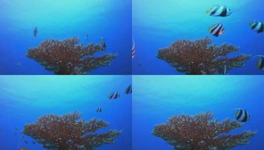 热带水下海鱼高清在线视频素材下载