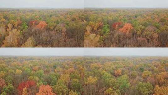 航拍秋天林地的自然景观高清在线视频素材下载