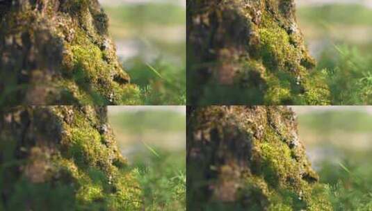 植物阳光树木青苔森林苔藓高清在线视频素材下载