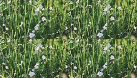 野生药用植物：卷耳高清在线视频素材下载