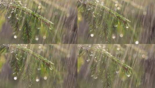 下雨天的自然植物高清在线视频素材下载