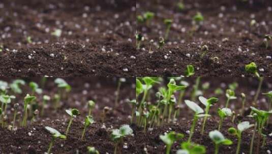 种子发芽从土壤中破土而出并长成幼苗高清在线视频素材下载