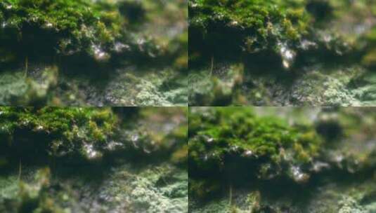 大自然  春天  夏天  苔藓 下雨高清在线视频素材下载