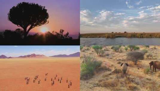 【合集】 非洲  草原 动物高清在线视频素材下载