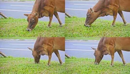 乡间马路边上的大黄牛正在吃草高清在线视频素材下载
