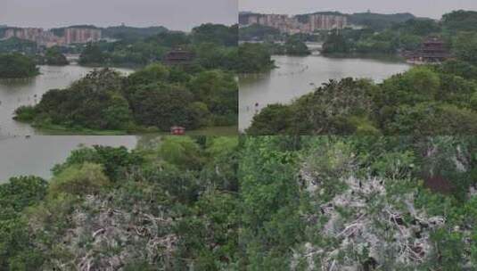 惠州西湖风景名胜区鹤屿航拍高清在线视频素材下载