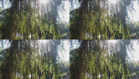 阳光照射下的柳树高清在线视频素材下载