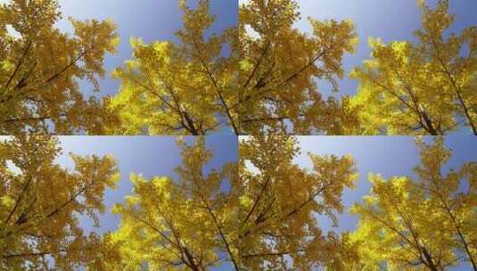 枝繁叶茂的银杏树和金色银杏叶高清在线视频素材下载