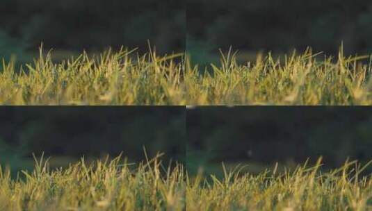 草地 植物 阳光 小草 绿色高清在线视频素材下载