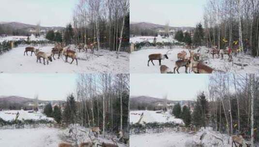 冬天的东北驯鹿部落踏雪高清在线视频素材下载