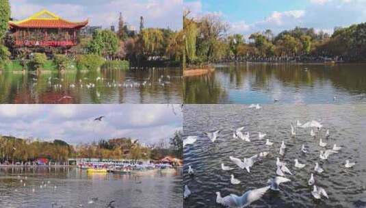 云南昆明翠湖公园海鸥视频素材高清在线视频素材下载
