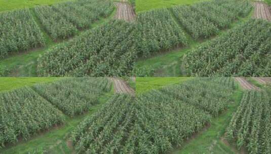 玉米种植航拍高清在线视频素材下载