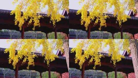 秋天阳光透过树叶金黄色的银杏叶高清在线视频素材下载