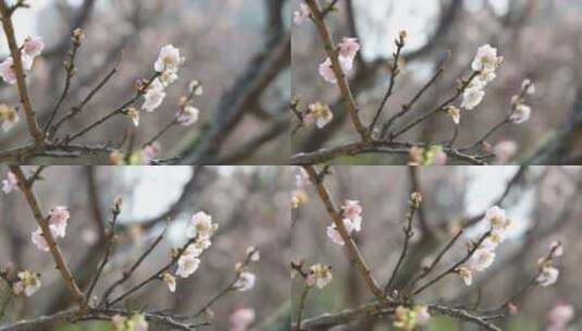 梅园、梅花高清在线视频素材下载