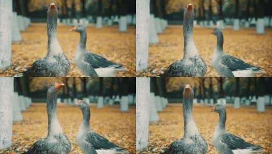 重庆秋季鸭子实拍高清在线视频素材下载