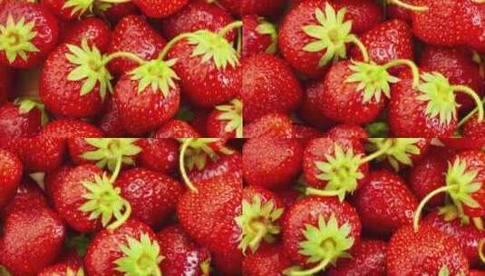 草莓种植基地 草莓采摘高清在线视频素材下载