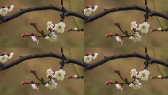 春雨中的梅花高清在线视频素材下载