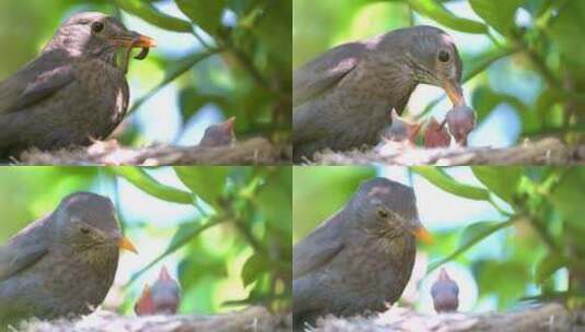 黑鸟在巢中哺育小鸟高清在线视频素材下载