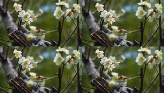 春天雨雪中的梅花花朵特写高清在线视频素材下载