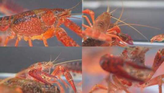 鲜活小龙虾入水食材高清在线视频素材下载