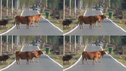 马路的牛群高清在线视频素材下载