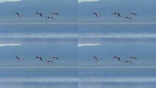火烈鸟飞过湖面高清在线视频素材下载