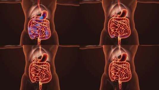 3D胃肠道扫描。器官扫描界面。HUD胃分高清在线视频素材下载