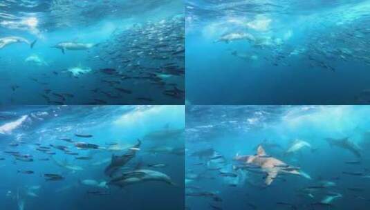 在被捕猎的海豚和鲨鱼包围的沙丁鱼诱饵球里高清在线视频素材下载
