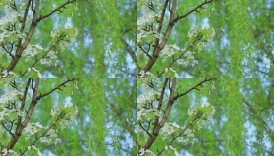 植物花卉素材，春天盛开的洁白的梨花高清在线视频素材下载