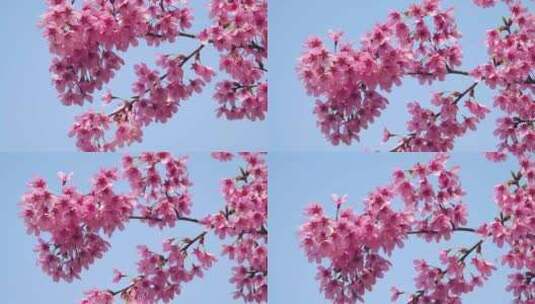 湖北武汉春季樱花盛开高清在线视频素材下载