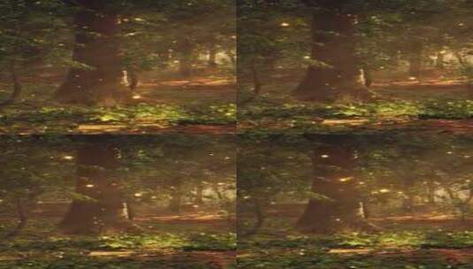 充满了许多被萤火虫覆盖的树木的森林高清在线视频素材下载